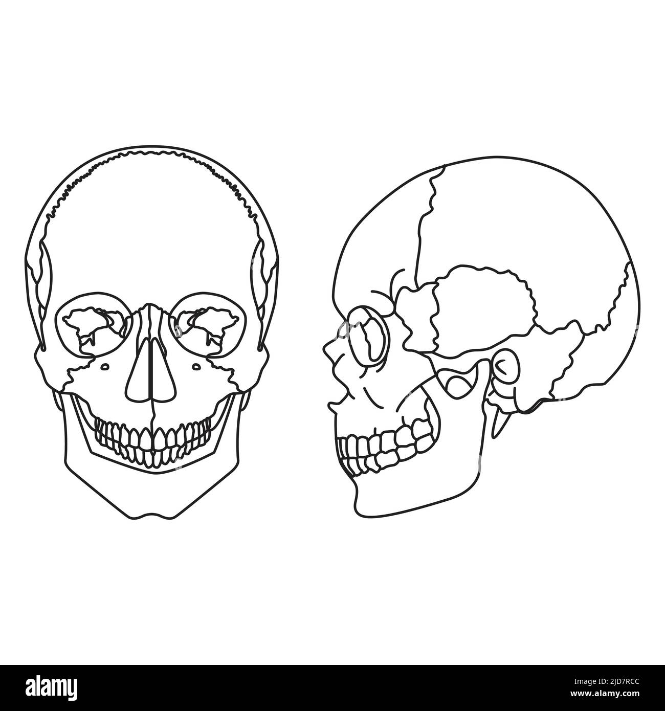 cranio umano con mandibola inferiore. vista frontale e laterale Illustrazione Vettoriale
