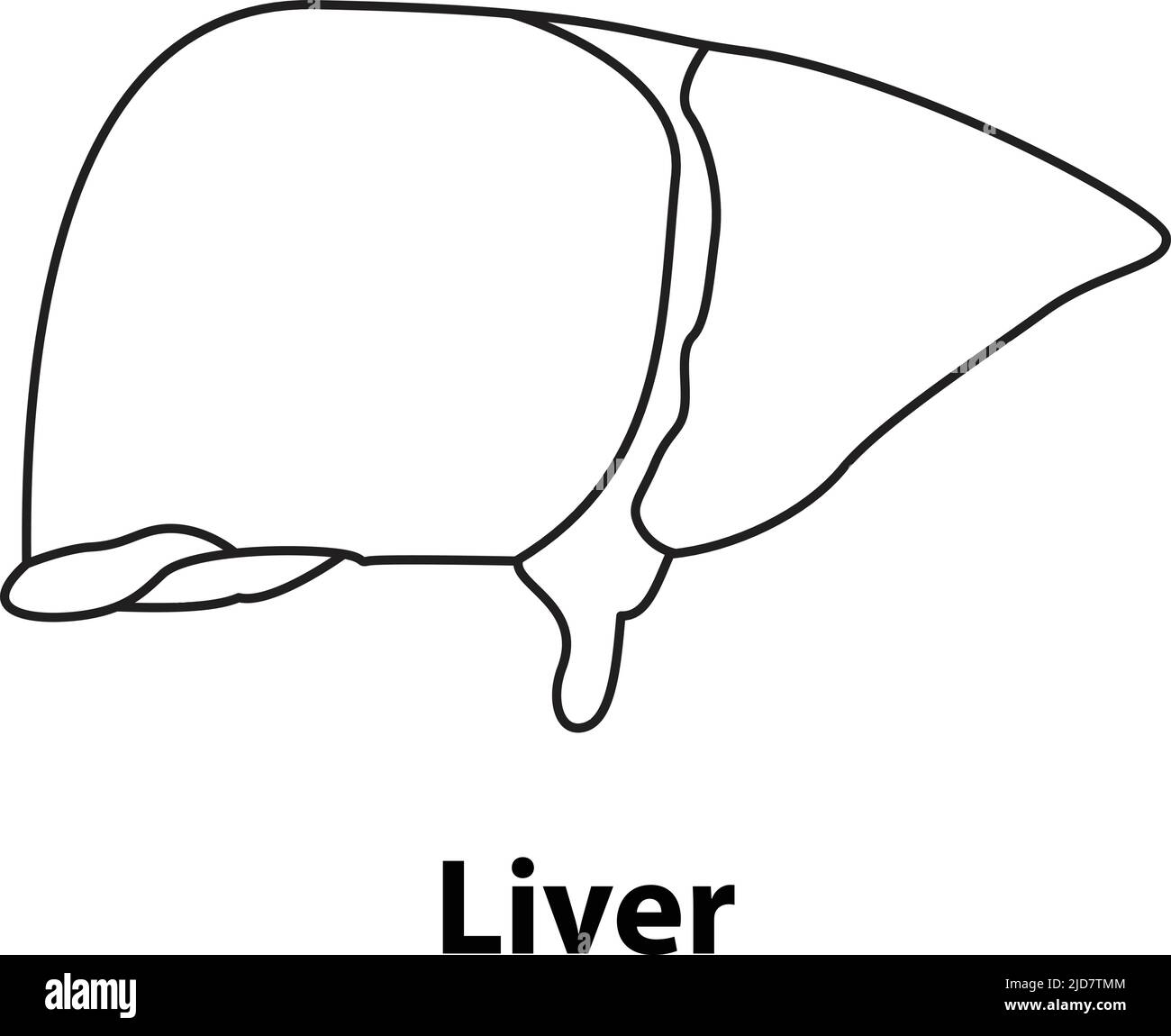 Contorno del fegato. Organo interno umano. Illustrazione vettoriale Illustrazione Vettoriale