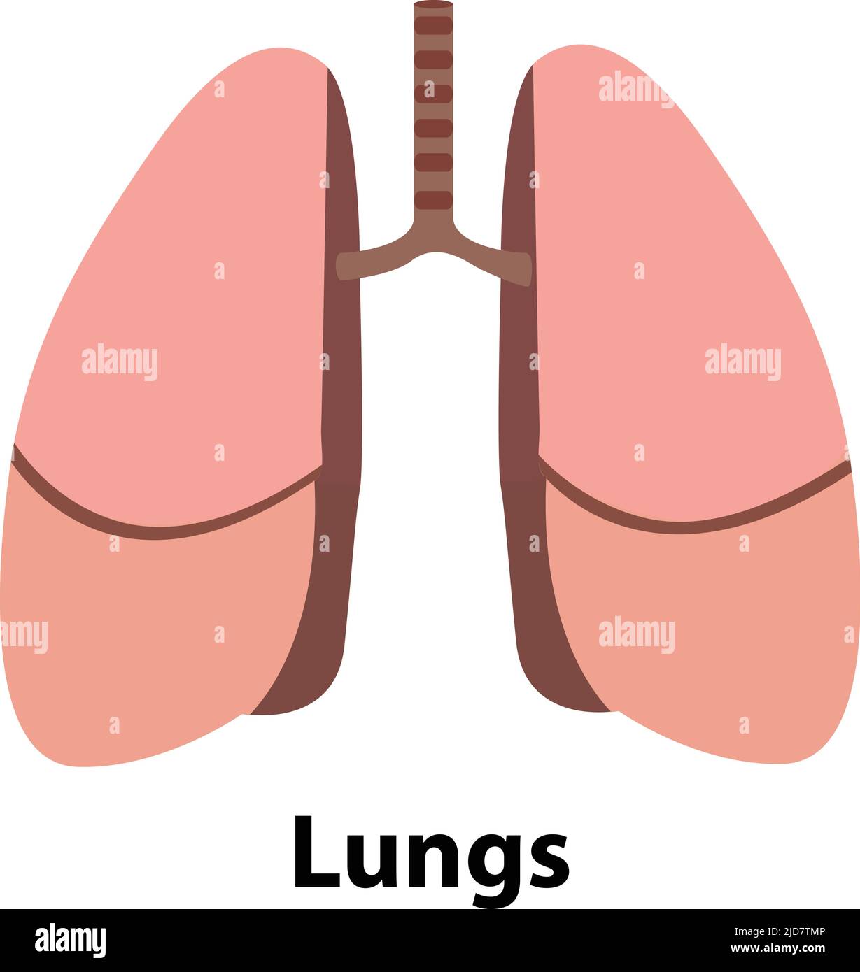Icona dei polmoni, di tipo piatto. Organi interni dell'uomo elemento di design, il logo. Anatomia, il concetto di medicina. Assistenza sanitaria. Isolato su sfondo bianco. Vettore Illustrazione Vettoriale