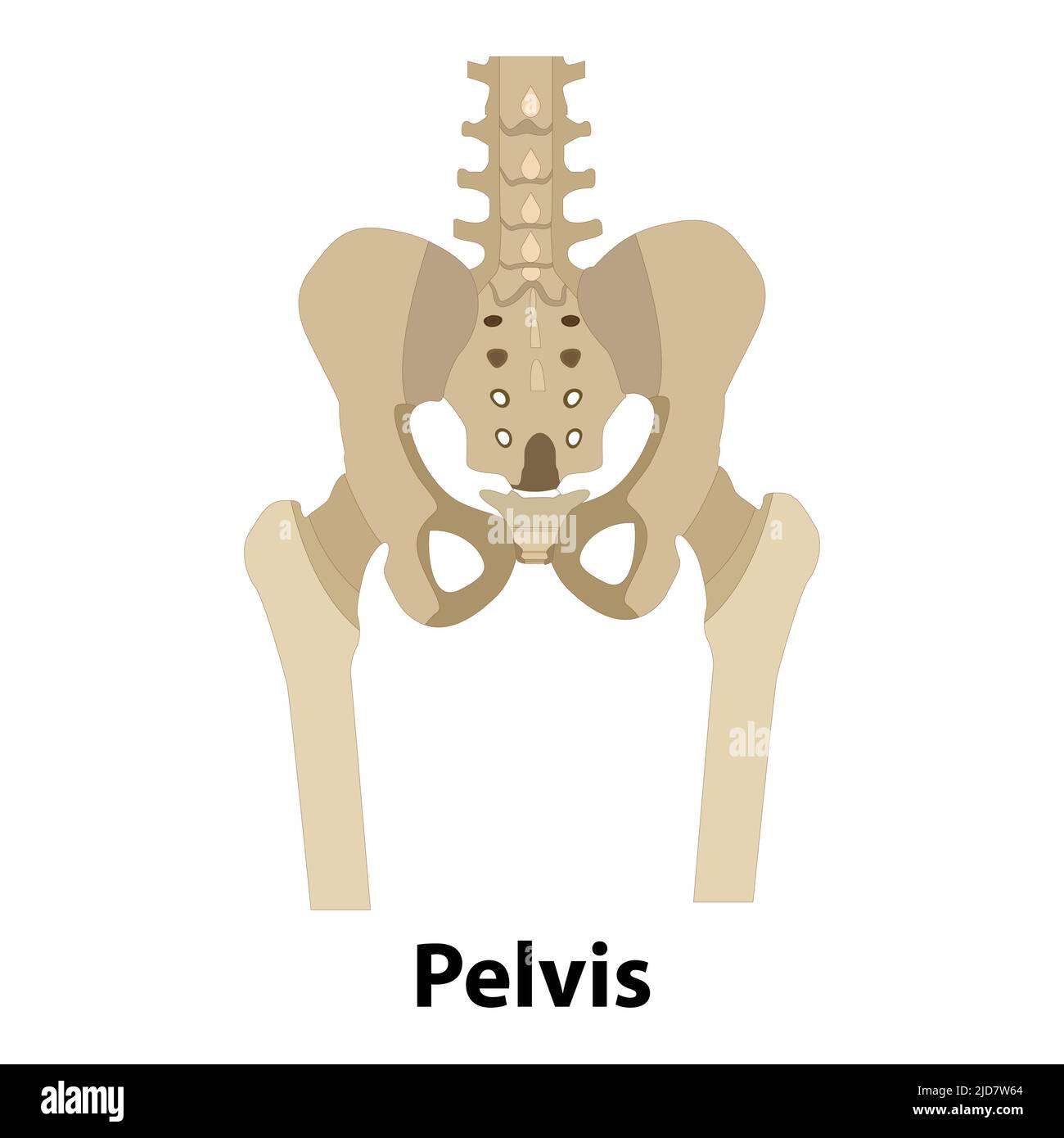 Anatomia dello scheletro umano, vettore delle ossa del bacino. Corpo struttura elemento isolato. Illustrazioni mediche. Pelvi Illustrazione Vettoriale