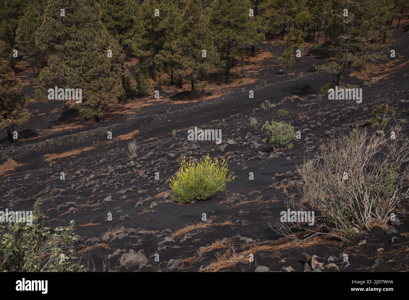 La Palma, paesaggi lungo il famoso percorso escursionistico Ruta de Los Volcanes, lungo la cresta dell'isola da El Paso a Fuencaliente Foto Stock