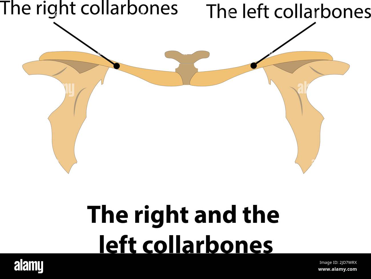 le ossa del collare destro e sinistro Illustrazione Vettoriale