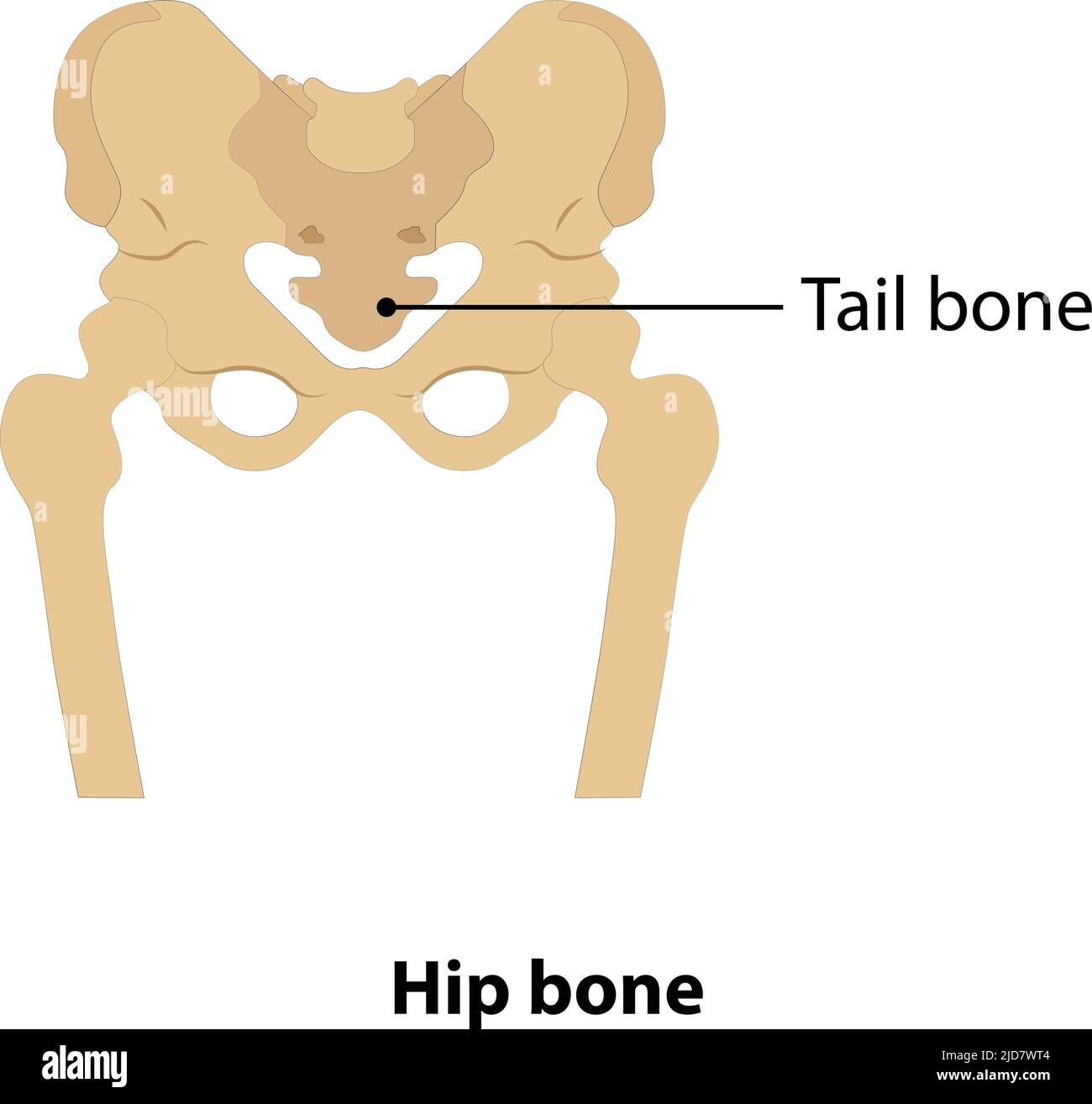 osso umano dell'anca e osso tai. vettore su sfondo bianco Illustrazione Vettoriale