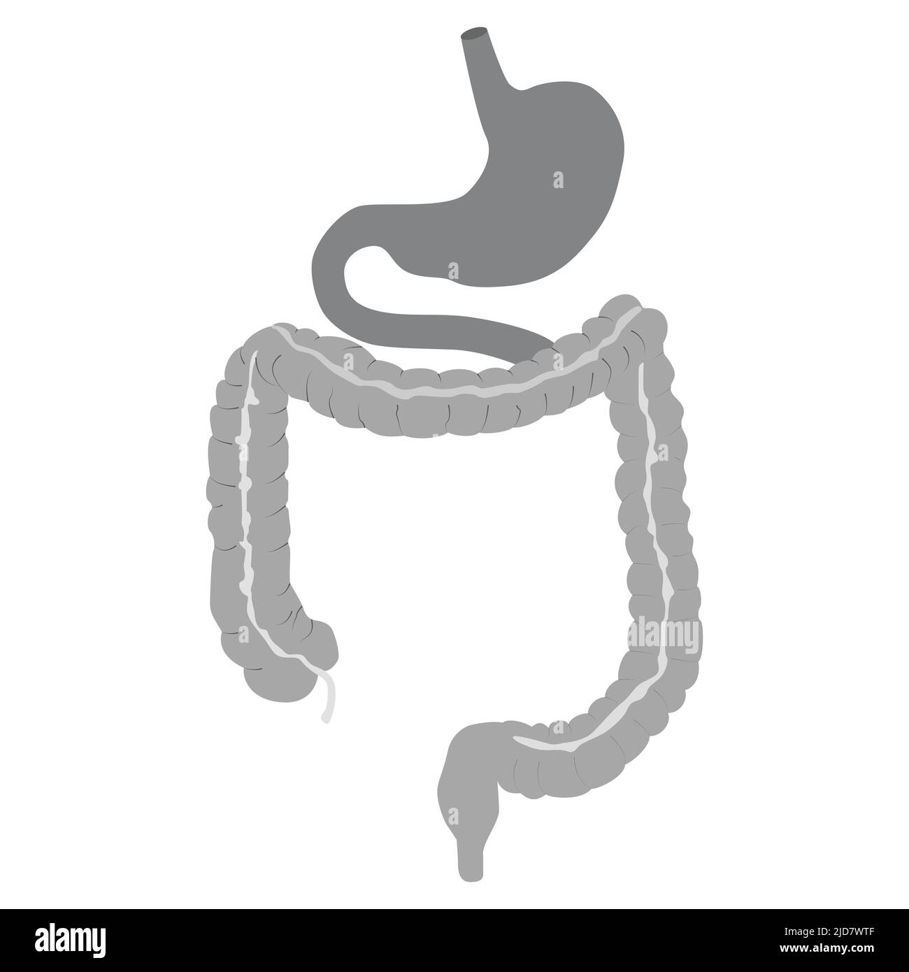 Icona dello stomaco umano. Organo interno, anatomia. Immagine di un'icona piatta vettoriale isolata su sfondo bianco. Illustrazione da vettore circa la scienza e me Illustrazione Vettoriale