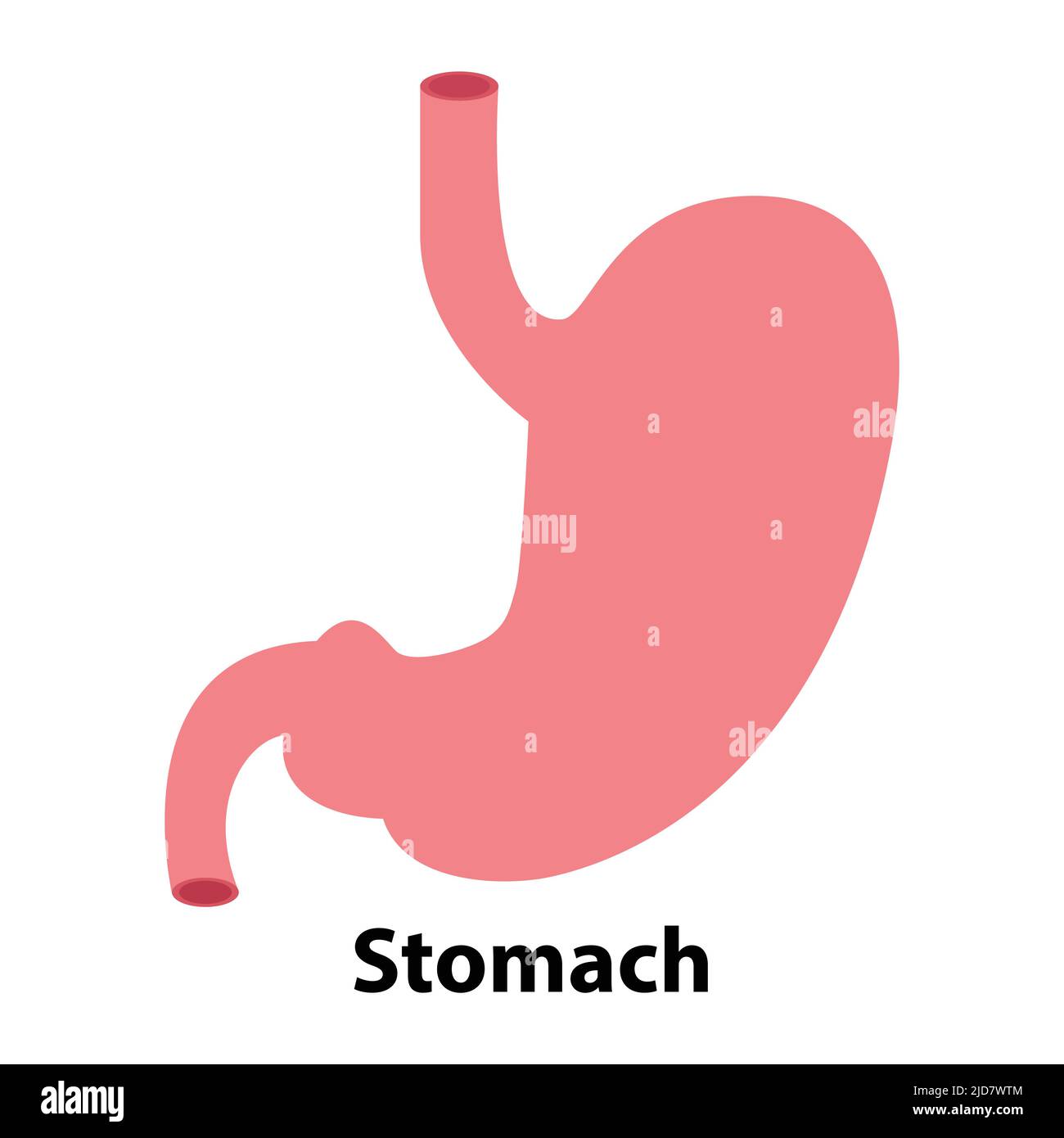 semplice illustrazione dello stomaco. su sfondo bianco Illustrazione Vettoriale