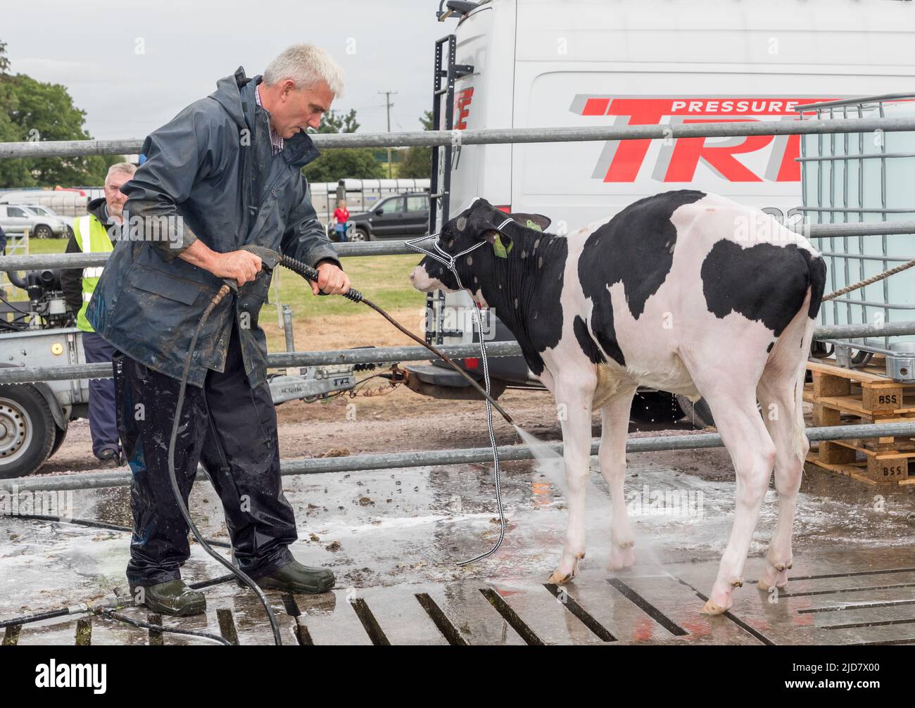 Cork, Irlanda. 18th Giugno, 2022.Ricky Barrett di Ballinhassig lavaggio di un vitello Friesiano prima di giudicare al Cork Summer Show che si è tenuto presso la fiera di Curraheen, Cork, Irlanda.- credito; David Creedon / Alamy Live News Foto Stock