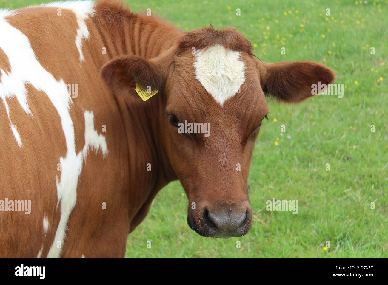 Marrone e bianco mucca Foto Stock