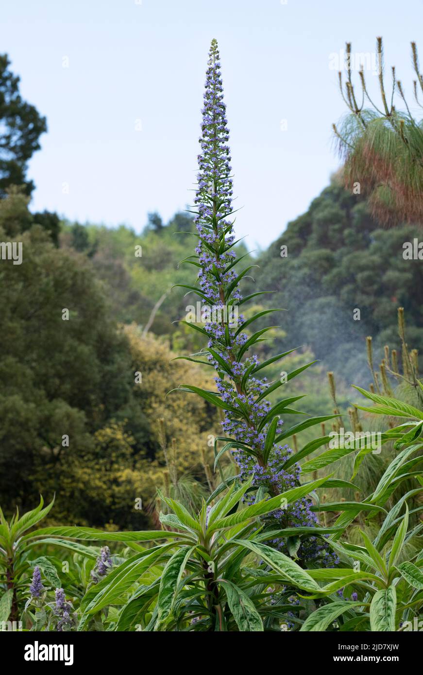 Candele di echium. Orgoglio di Madeira fiore Spike. Scozia Foto Stock