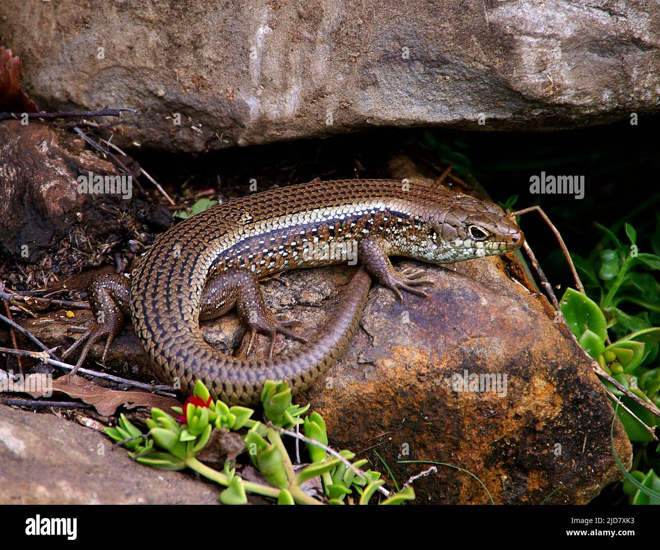 Pista d'acqua orientale australiana, Eulamprus quoyii, adagiata su rocce basaltiche tra la foresta pluviale e la fonte d'acqua. Tamborine Mountain, Queensland,. Foto Stock