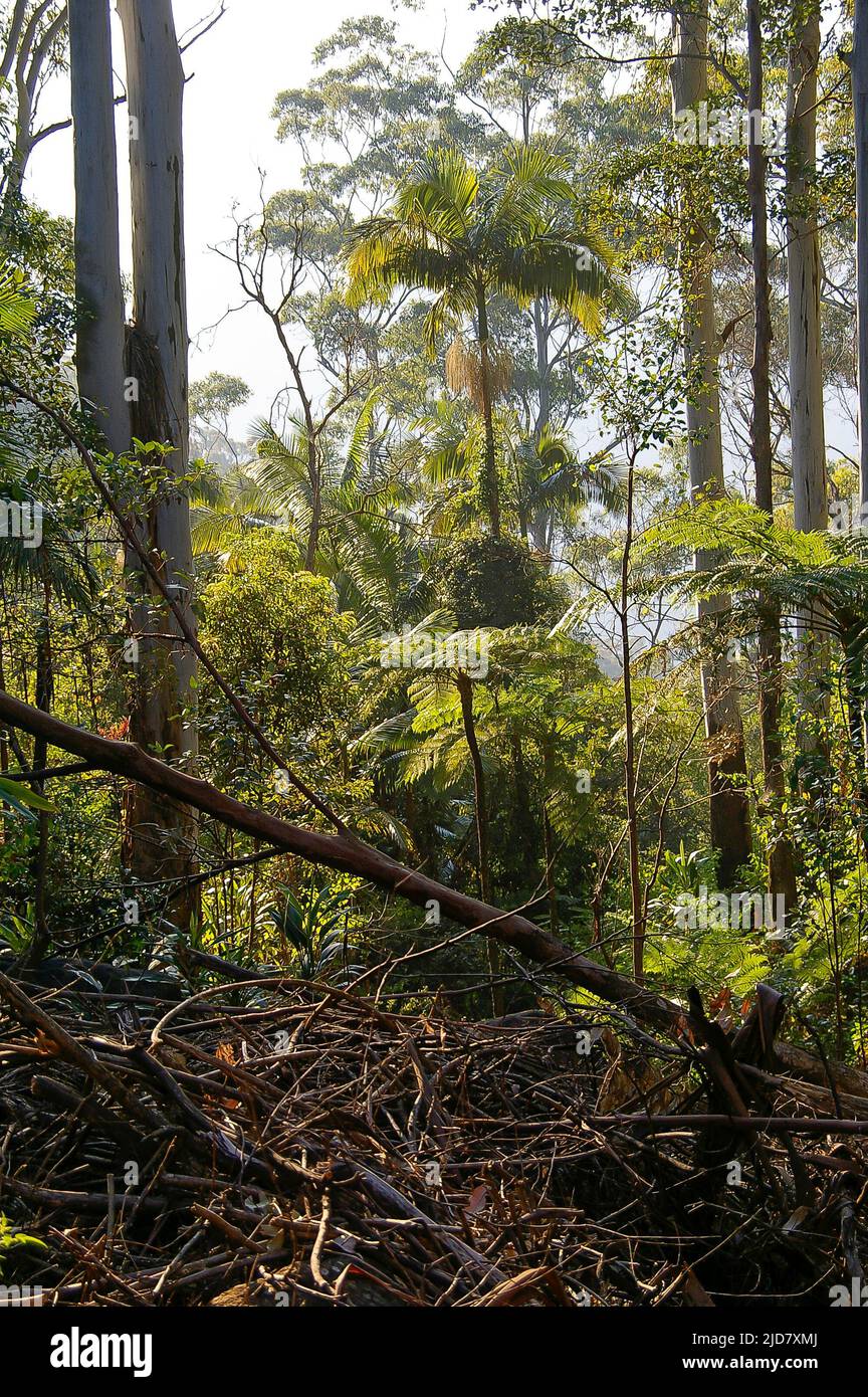 Alberi e la scarsità di foresta pluviale subtropicale pianeggiante in condizioni di tempo umido e leggermente umido. Tamborine Mountain, Australia. Eucalipti e palme. Foto Stock