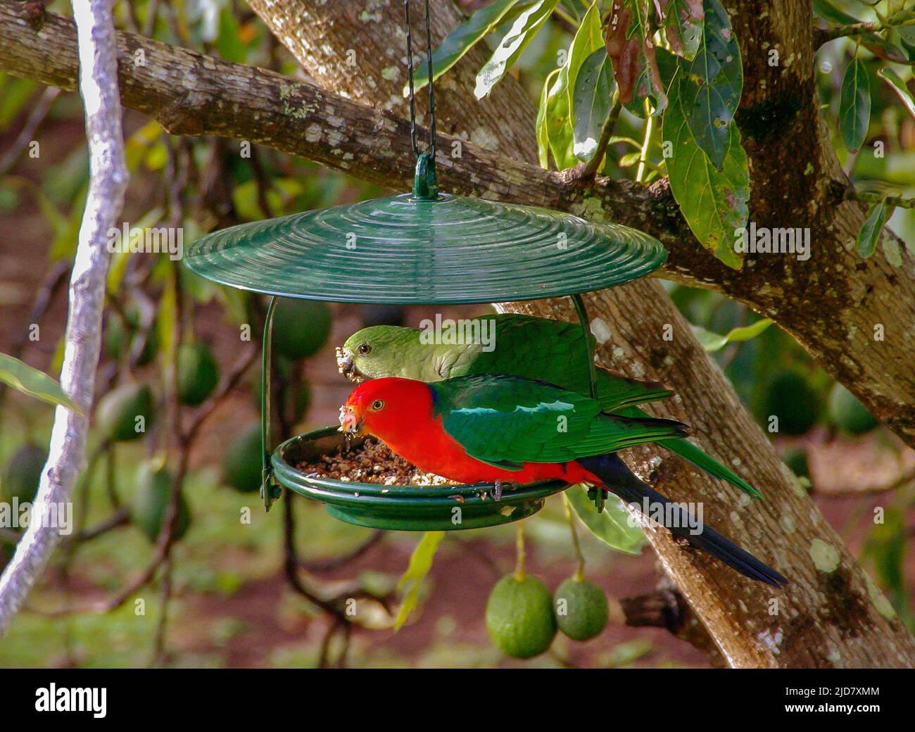 Pappagalli del Re Australiano (alistius scapularis) maschi (rossi) e femmine che si nutrono da un vassoio di semi in giardino nel Queensland, Australia, durante la primavera. Foto Stock