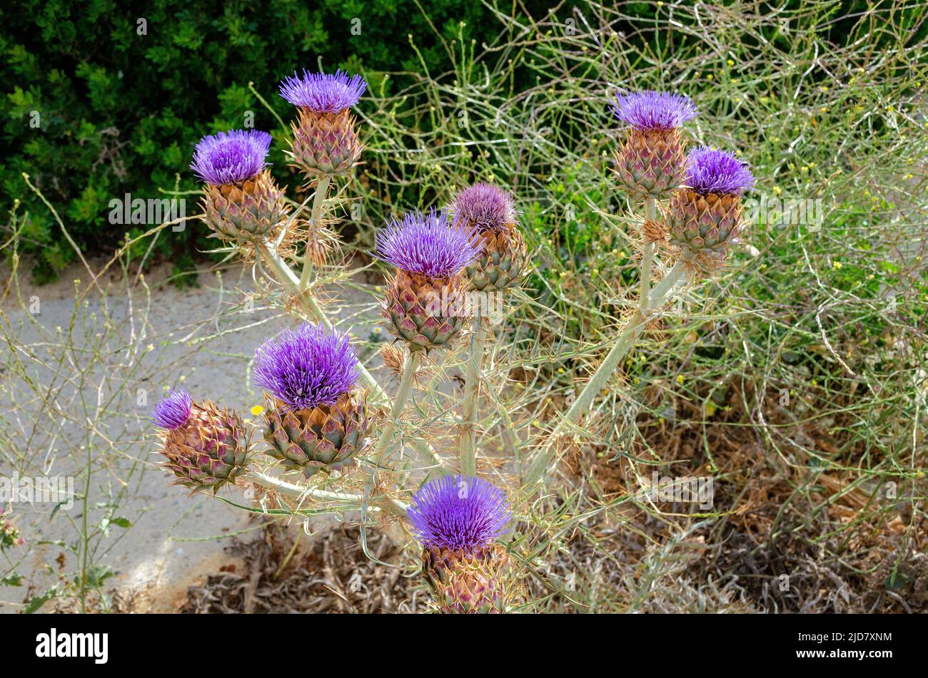 Pianta chiamata Onopordum nervosum, noto anche come cardo di cotone di Moor o cardo reticolato Foto Stock