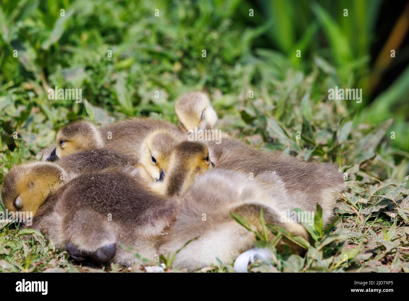 Goslings godendo il sole Foto Stock