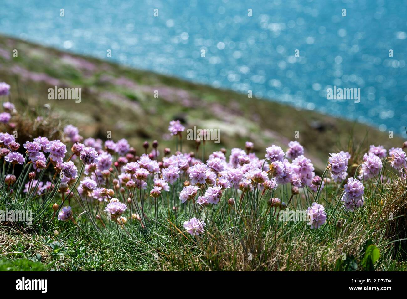Palpine di rosa marino (Armeria Maritima) in primo piano e lontano mare turchese. South West Coast Path, North Cornwall. Foto Stock