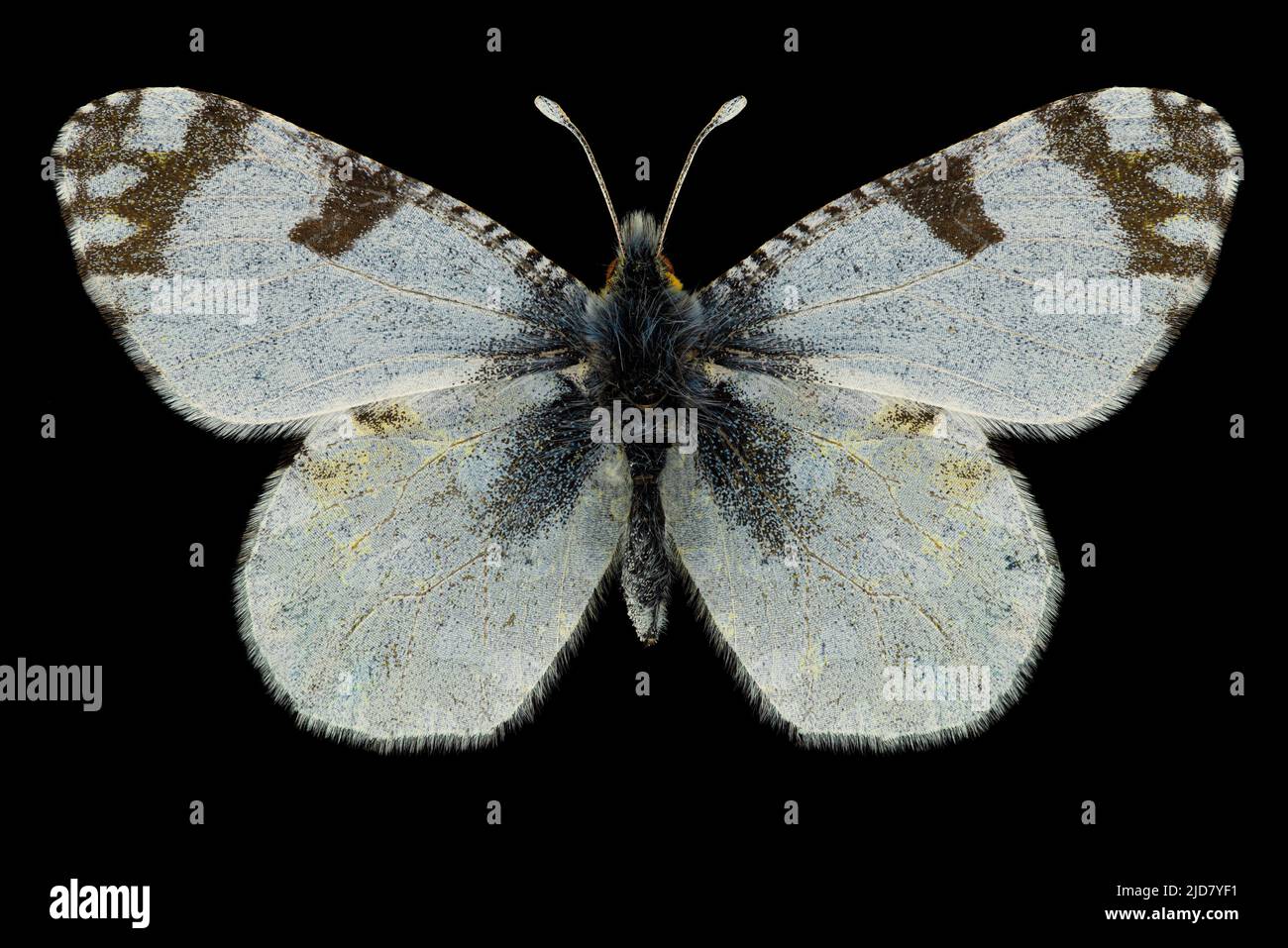 Campione di entomologia a farfalla bianca con farfalla bianca e dappled orientale (Euchloe ausonia) con ali spalmate, gambe e antenne isolate su sfondo nero puro. Monolocale Foto Stock