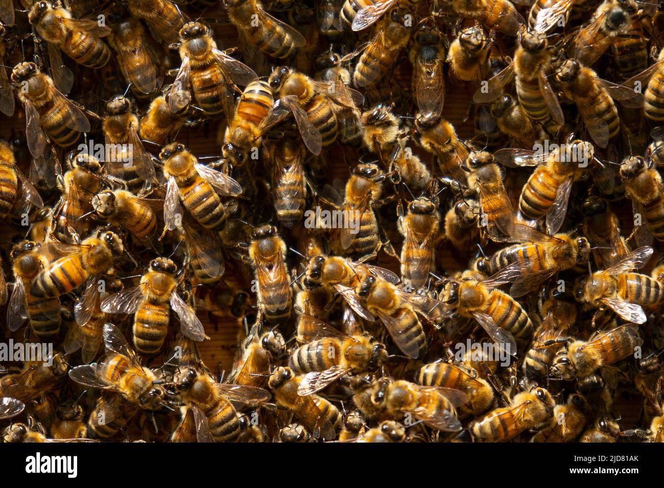 Colonia di api miele occidentale full frame close up come sfondo Foto Stock