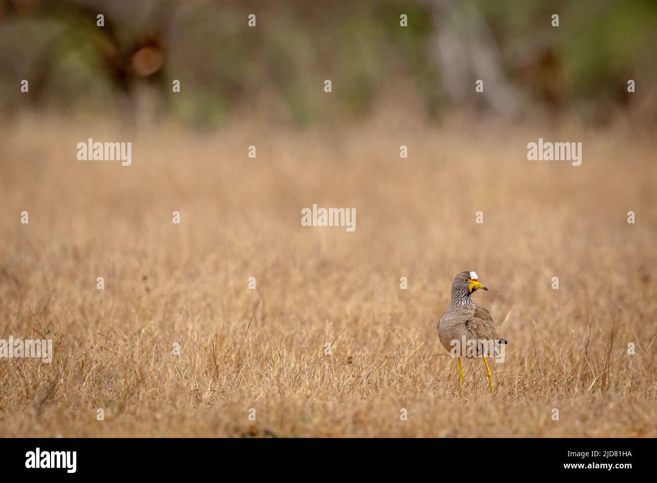 Lappatura wattled in piedi nell'erba nel Parco Nazionale di Kruger, Sudafrica. Foto Stock