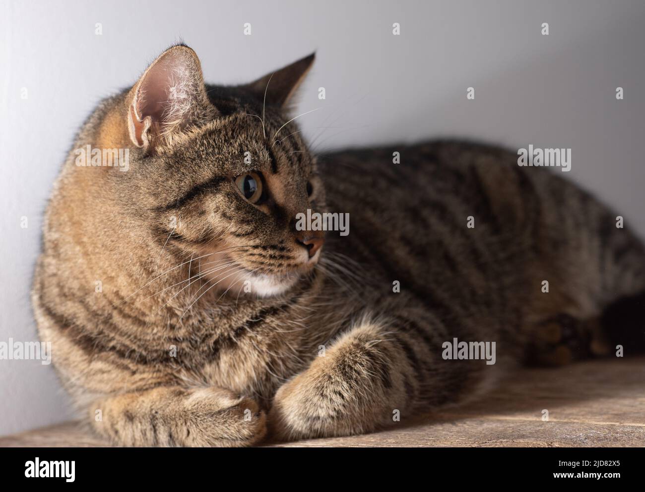 Cat. Shorthair europeo. Ritratto di un gatto marrone a righe domestico. Soffi con i baffi. Animale a casa. Foto Stock