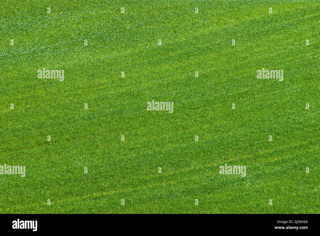 Texture verde di un prato d'erba Foto Stock