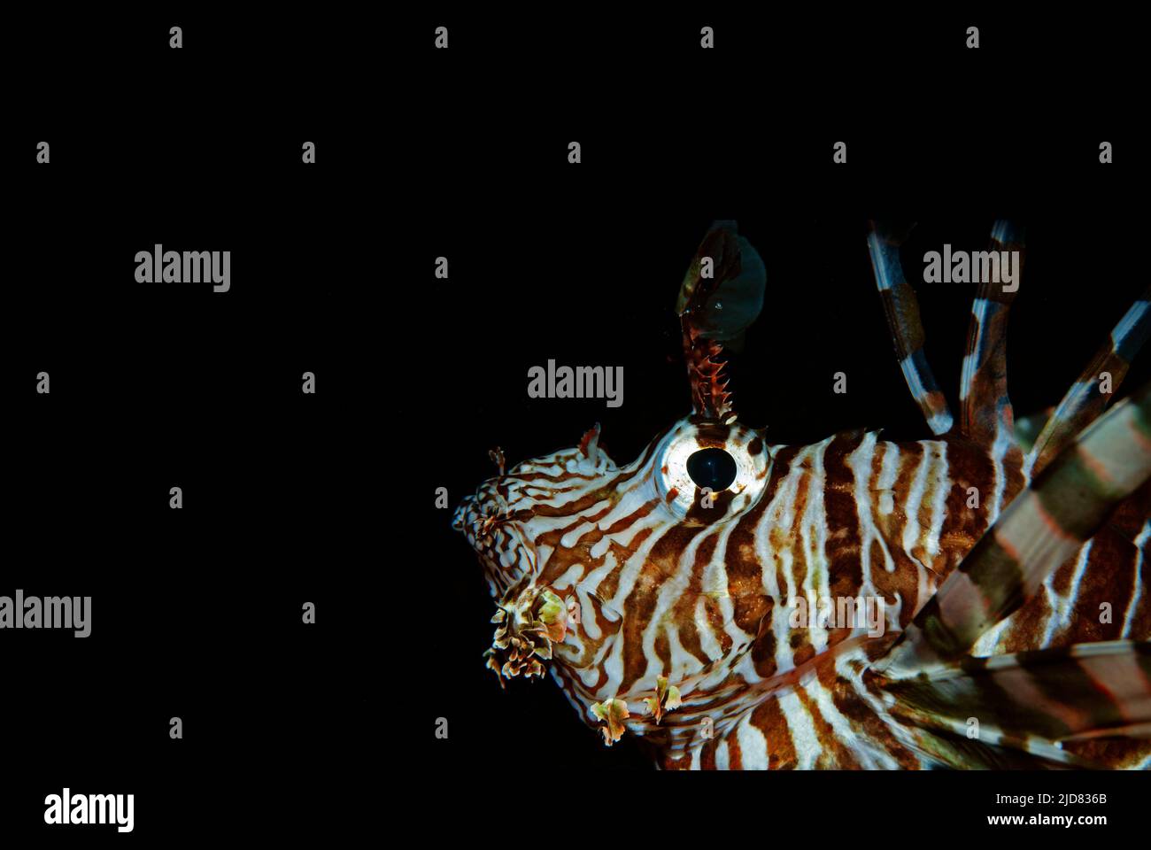 Sfondo nero con la testa di un pesce leone (Pterois volitans) nell'angolo inferiore destro Foto Stock