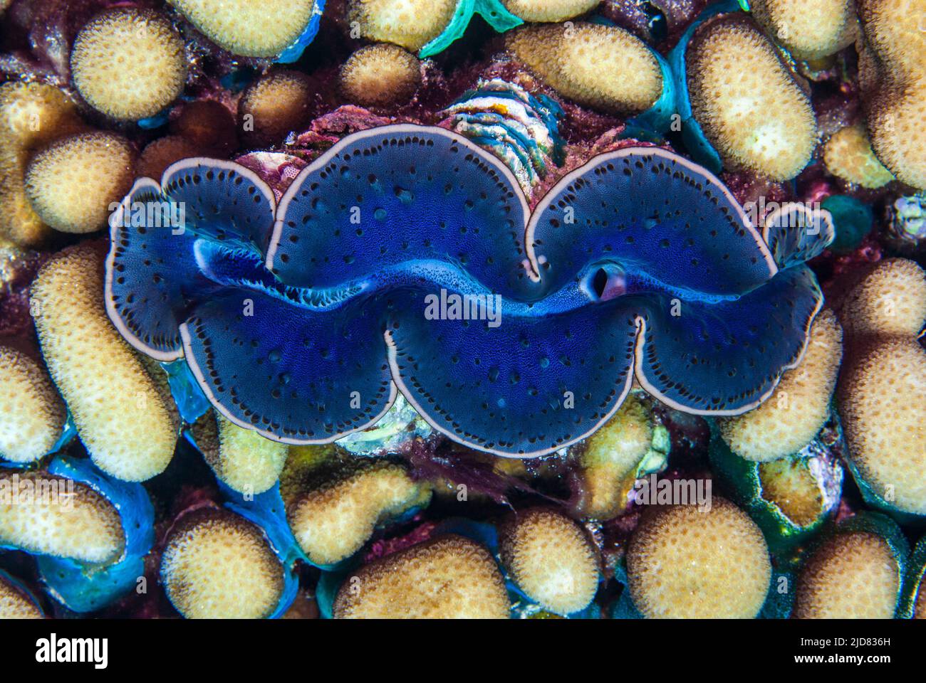 Vista cenital testurizzata di un clam gigante (Tridacna sp) Foto Stock