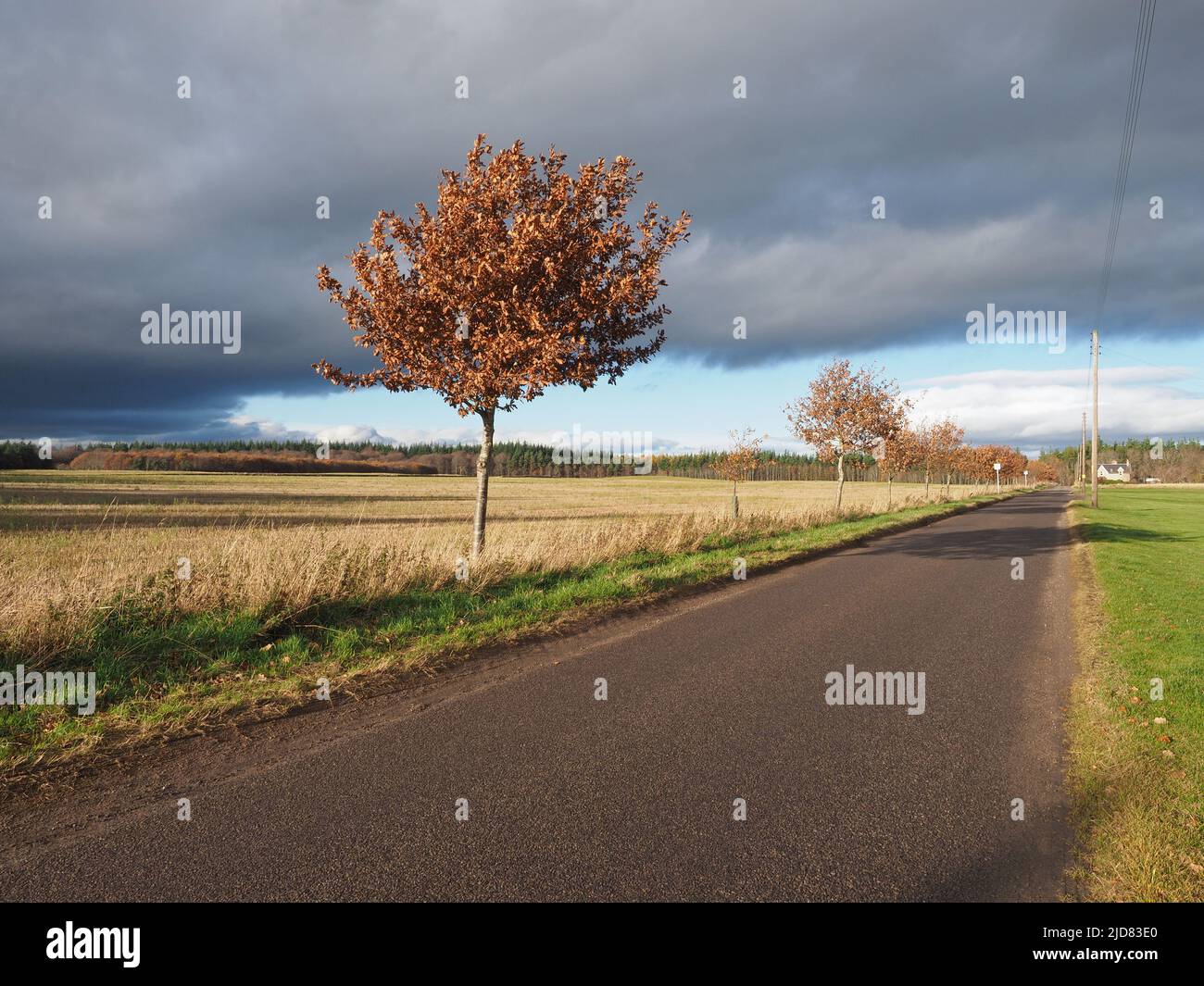 Un giorno d'autunno su una strada di campagna rettilinea fiancheggiata da alberi e telegrafo pali, campi passati, bianco una casa in lontananza Foto Stock