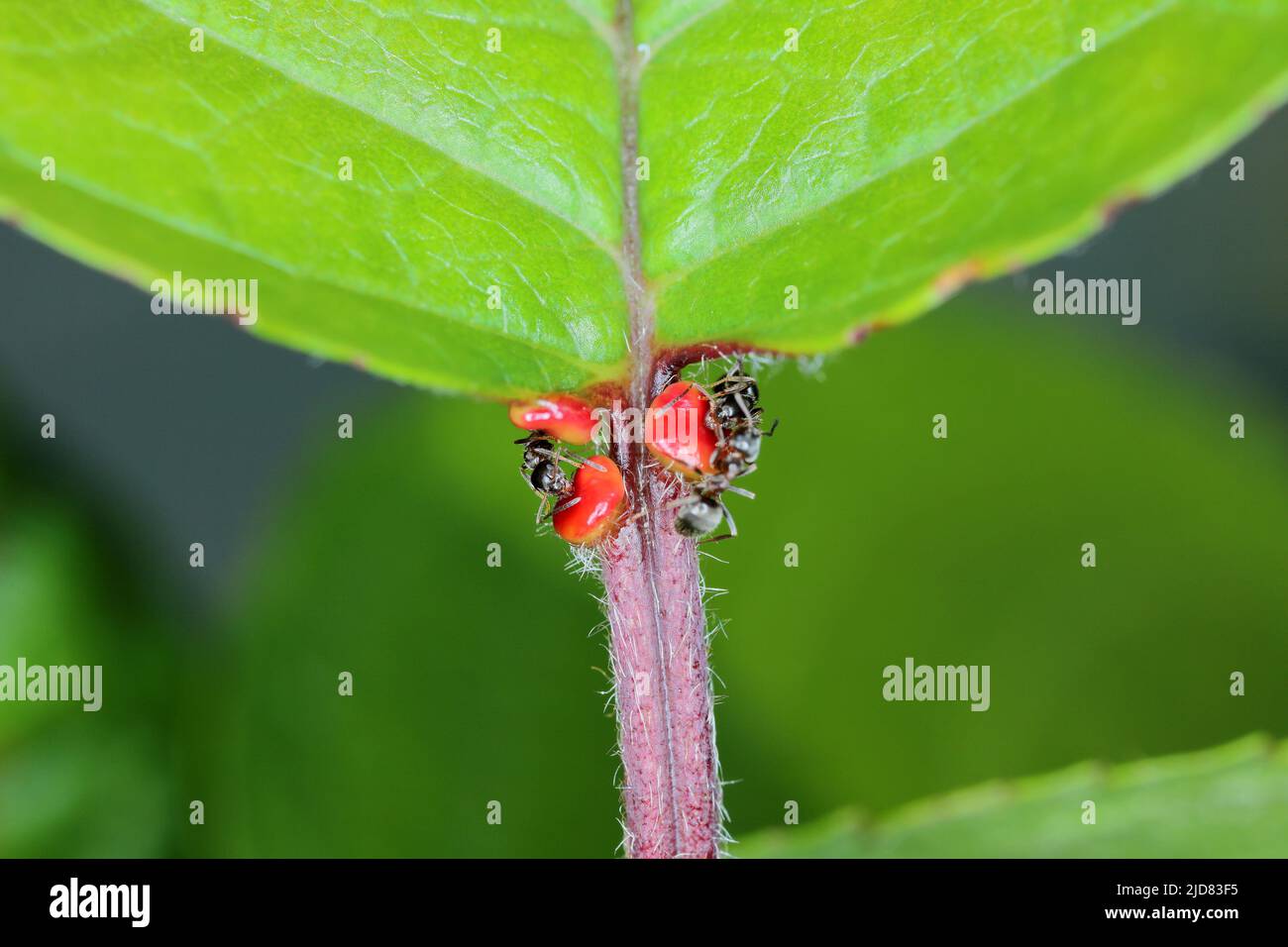 Formica nera, formica nera comune, formica da giardino (Lasius niger), nutrendo i nettari extrafora su una foglia di ciliegia. Foto Stock