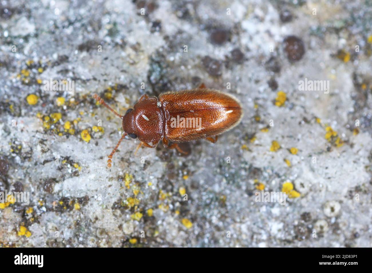 Cryptophilus propinus è piccolo e piacevole coleotteri del fungo nella famiglia Erotylidae. Foto Stock