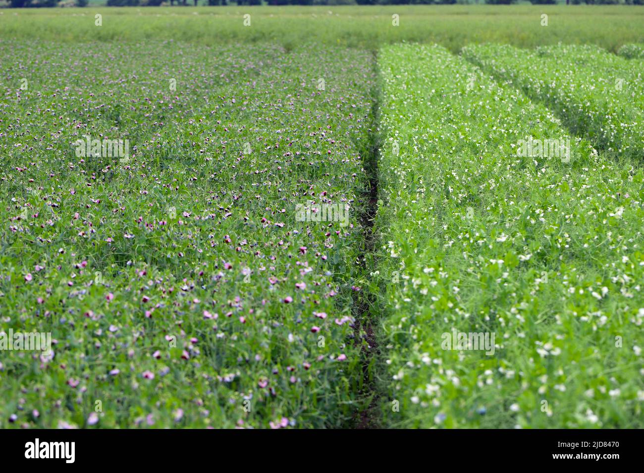 Grande raccolto coltivato di piselli. Coltura di piselli verdi. Campo di piselli. Foto Stock