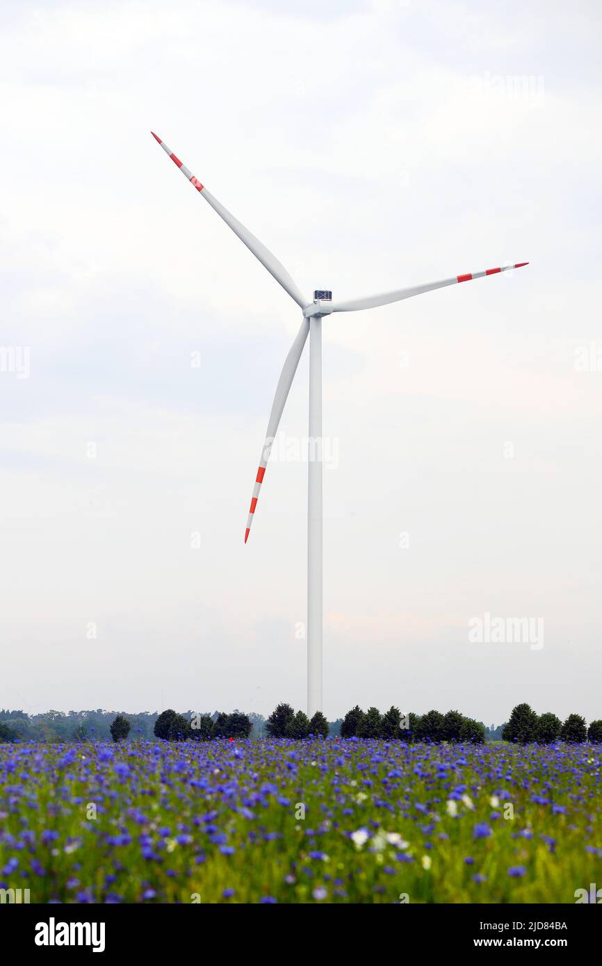 Campi coltivati, grano e colza. Mulino a vento sullo sfondo. Foto Stock