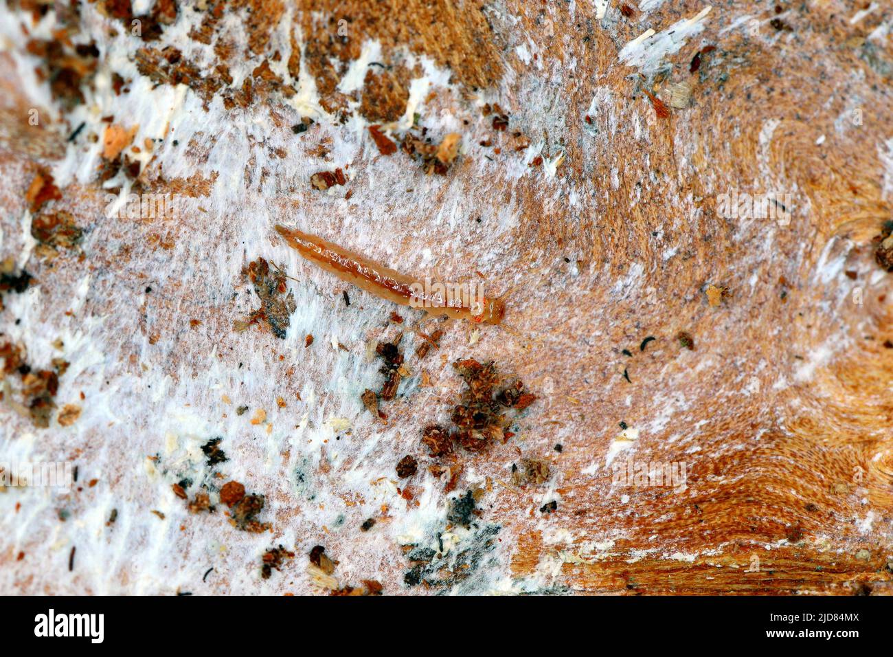 La larva del coleottero della famiglia degli scarabei (Staphylinidae) sotto corteccia. Sono agili cacciatori di peste Foto Stock