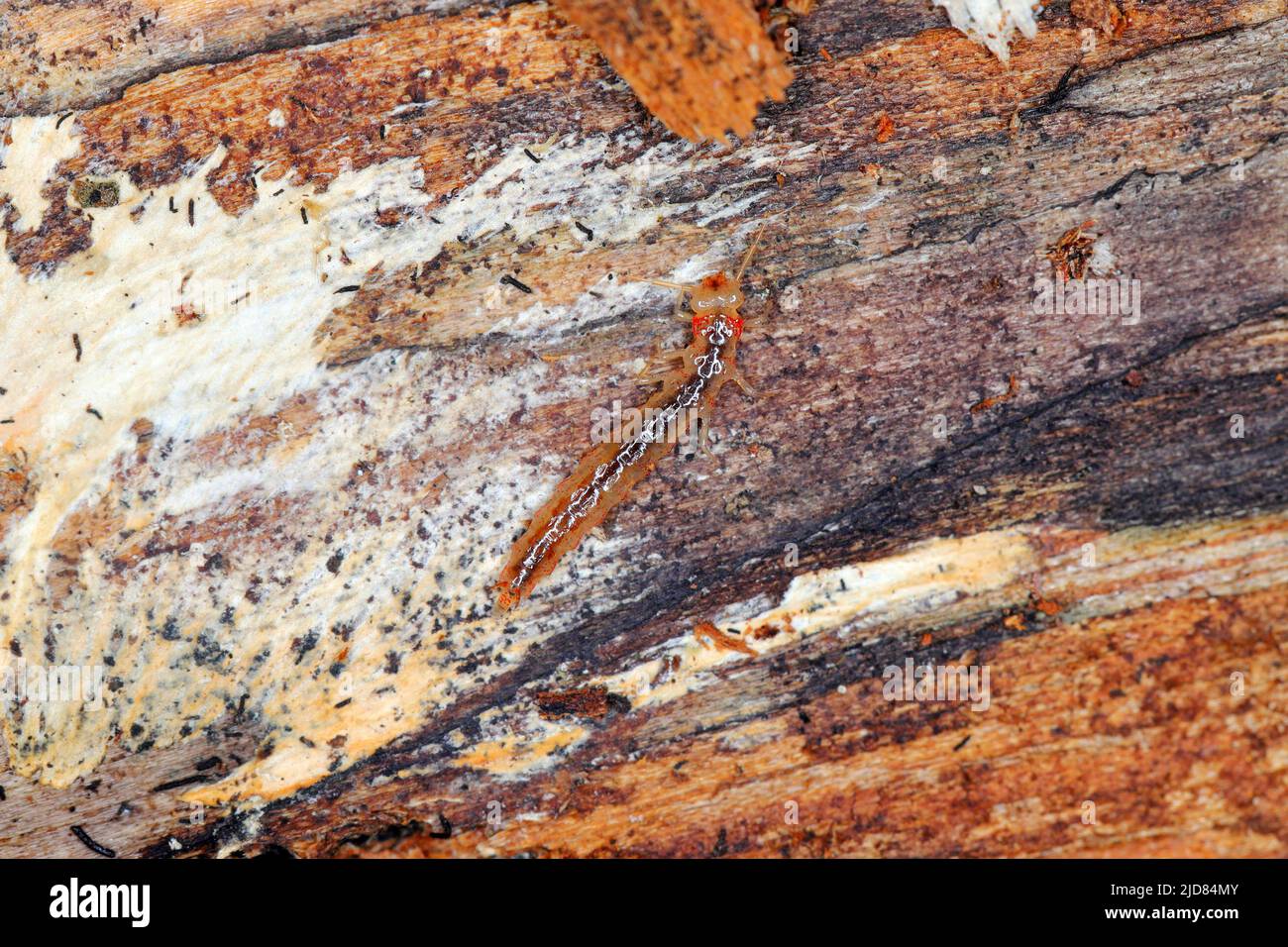 La larva del coleottero della famiglia degli scarabei (Staphylinidae) sotto corteccia. Sono agili cacciatori di peste Foto Stock