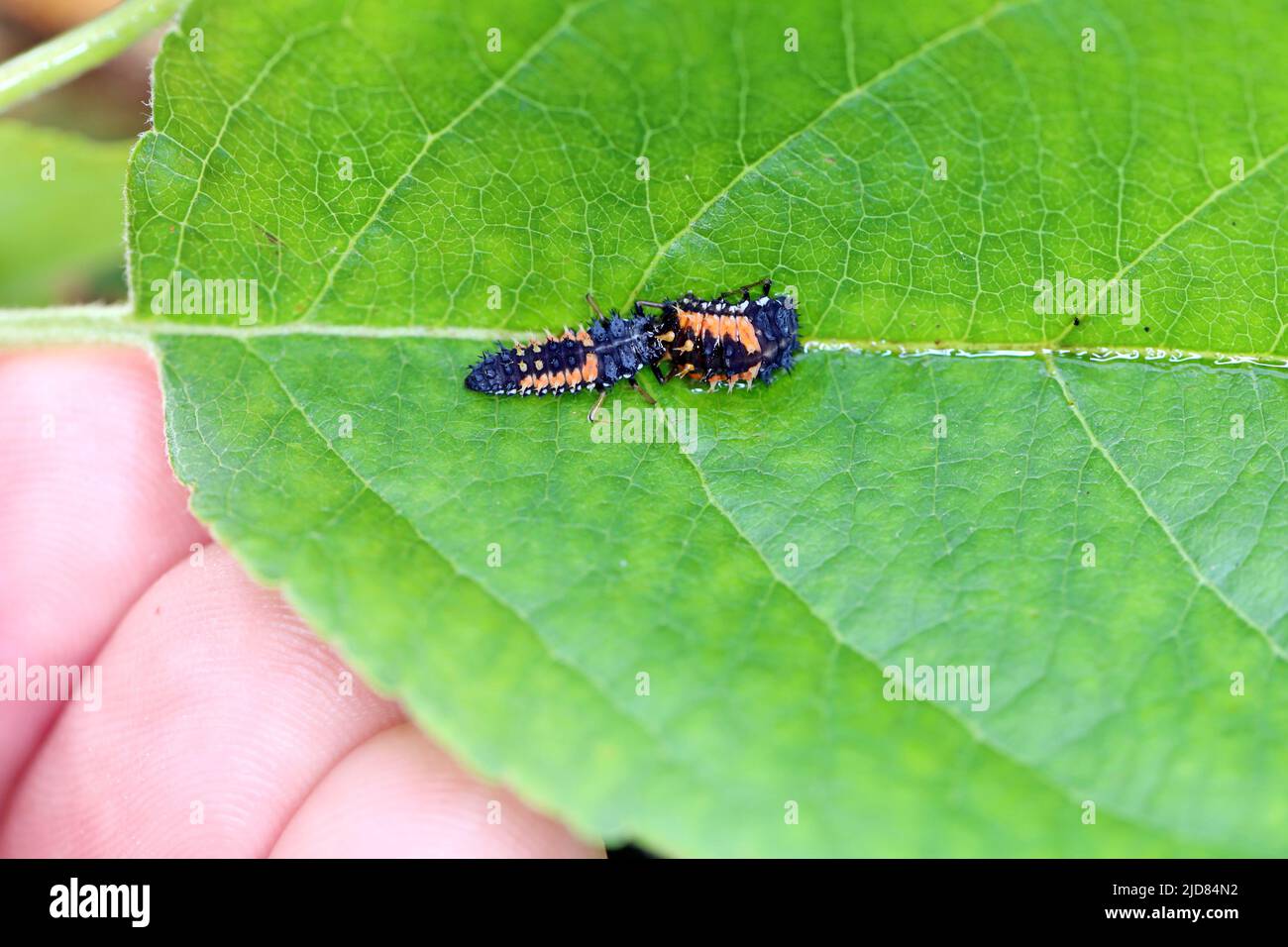 Larva di Harmonia axyridis mangiare un'altra larva della stessa specie - comportamento cannibalista. Comunemente noto come harlequin. Foto Stock