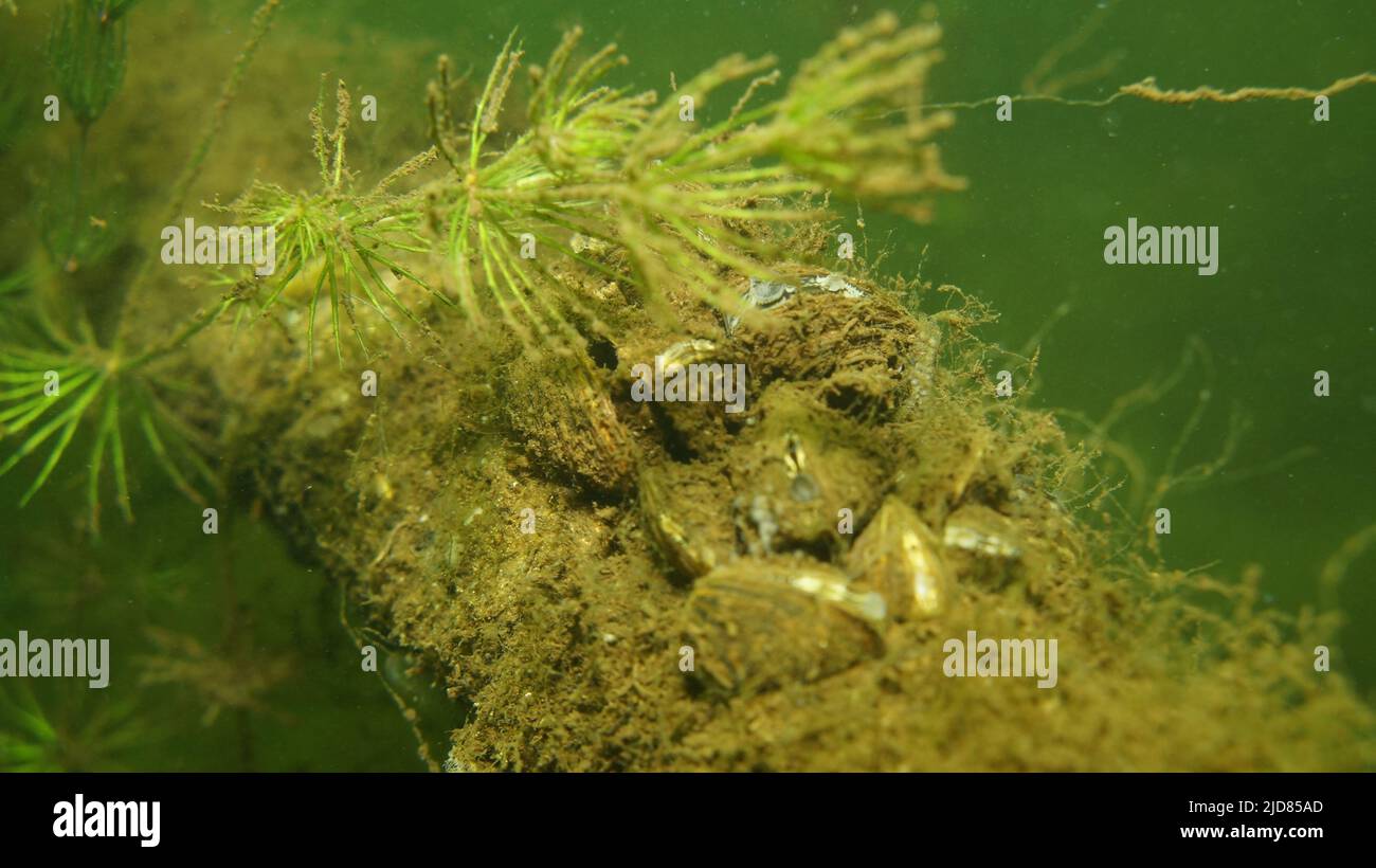 Cozze d'acqua dolce Foto Stock