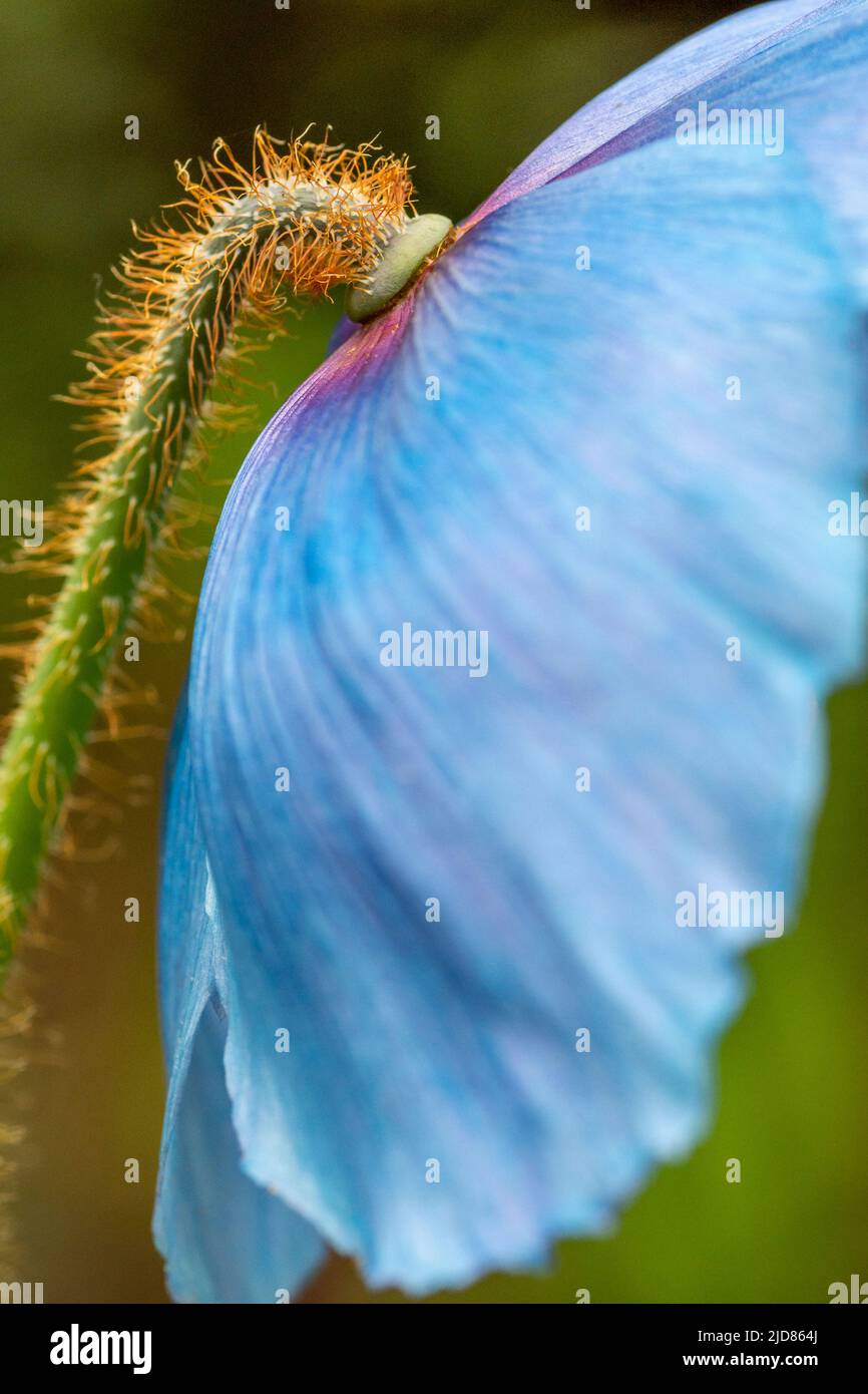 Fiori di papavero blu Foto Stock