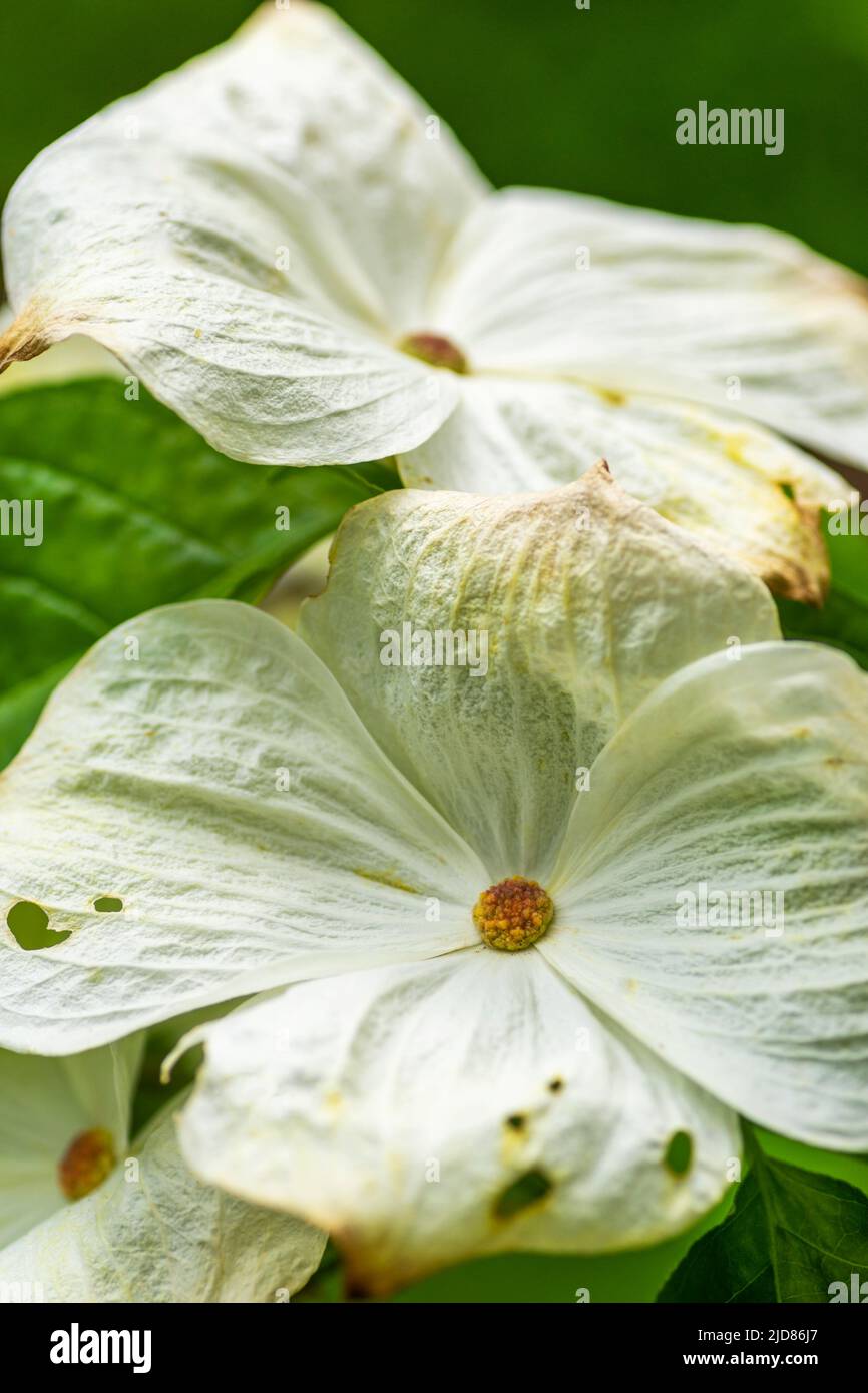 Primo piano di Cornus Porlock cremoso-bianco bratte e fiori, con danni agli insetti Foto Stock