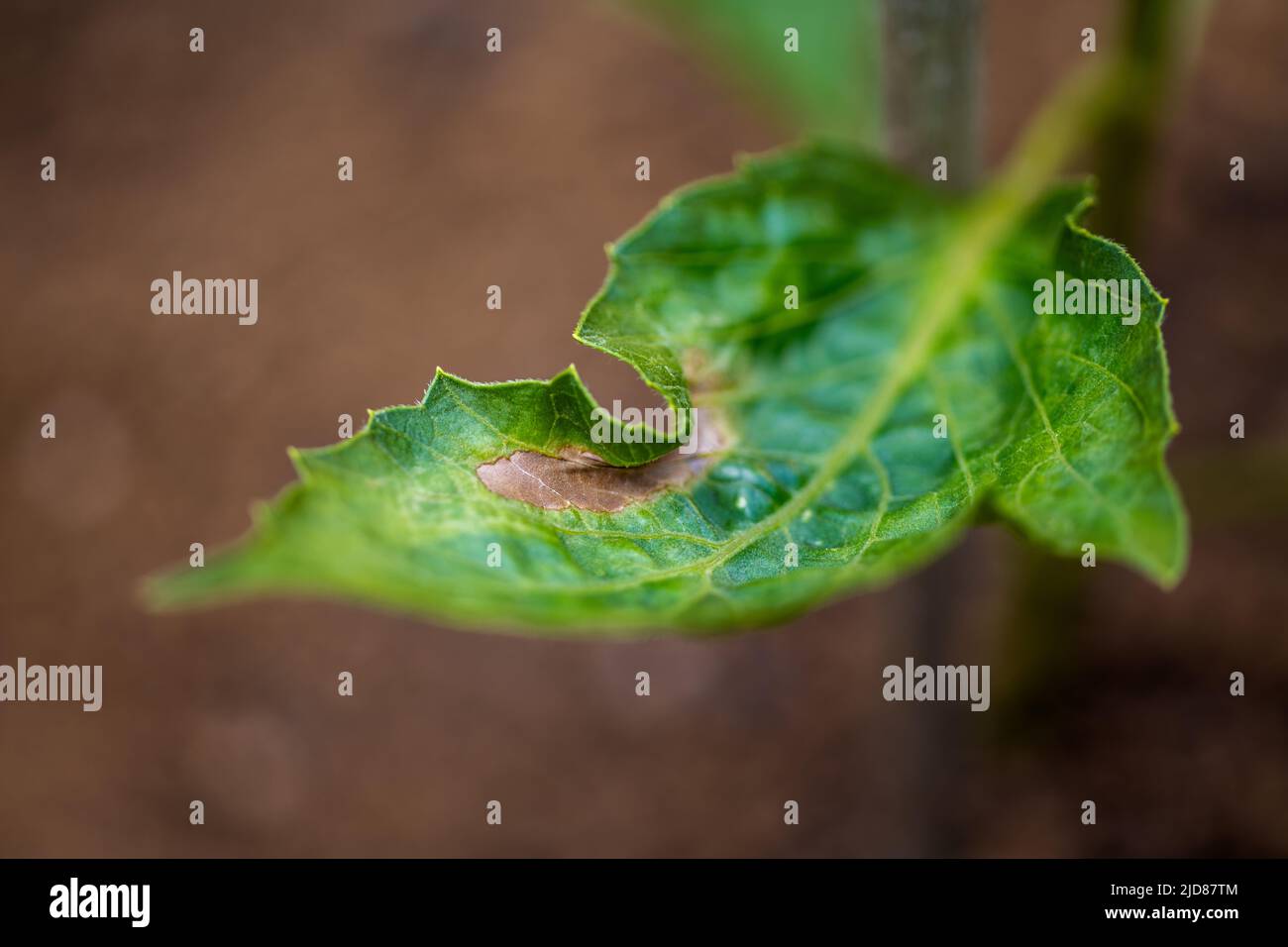 Foglie di Dahlia bruciate a causa delle temperature calde. Danni al sole. Pianta foglia doratura. Foto Stock