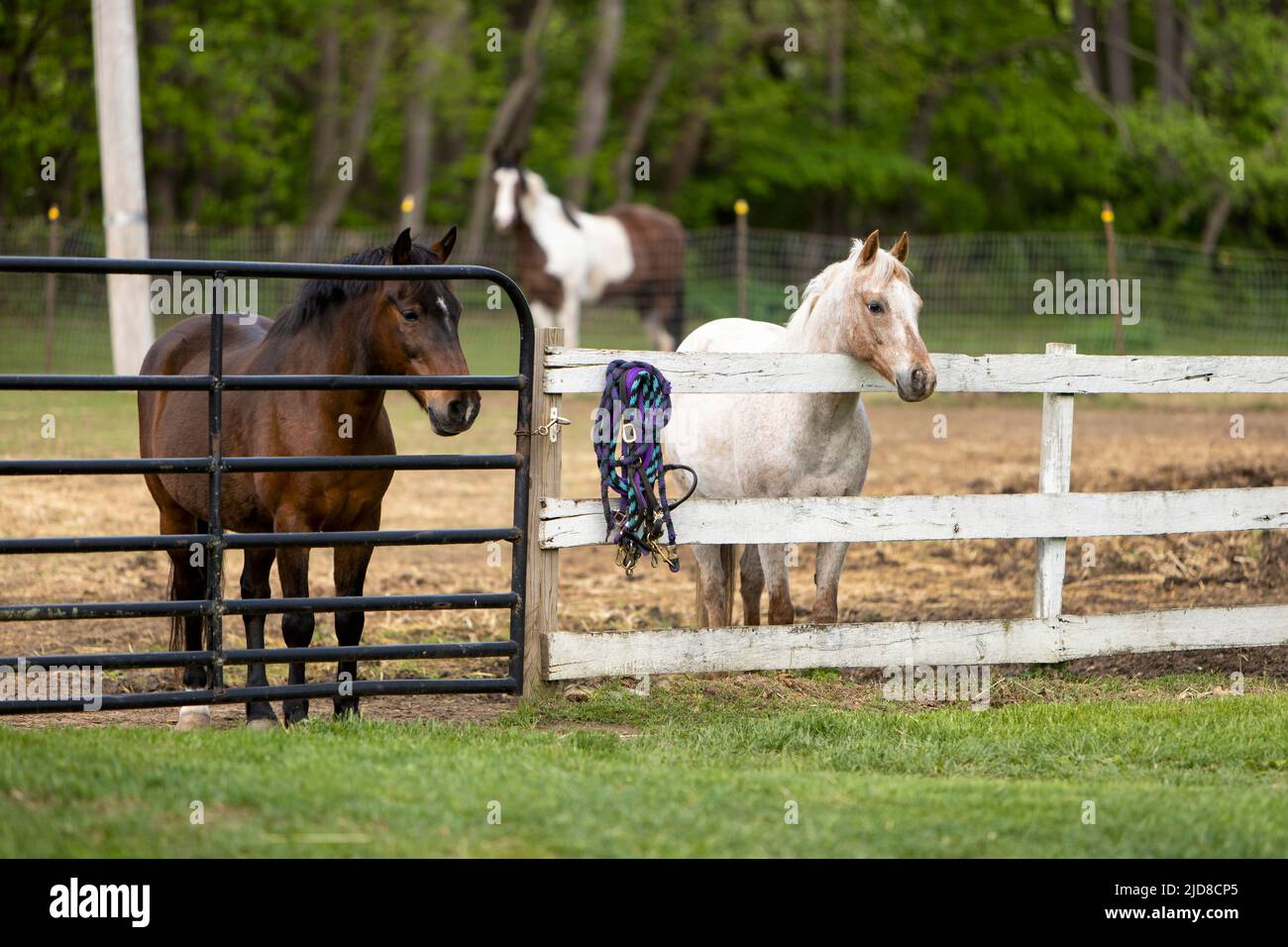 Cavalli in un paddock in un allevamento di cavalli. Foto Stock