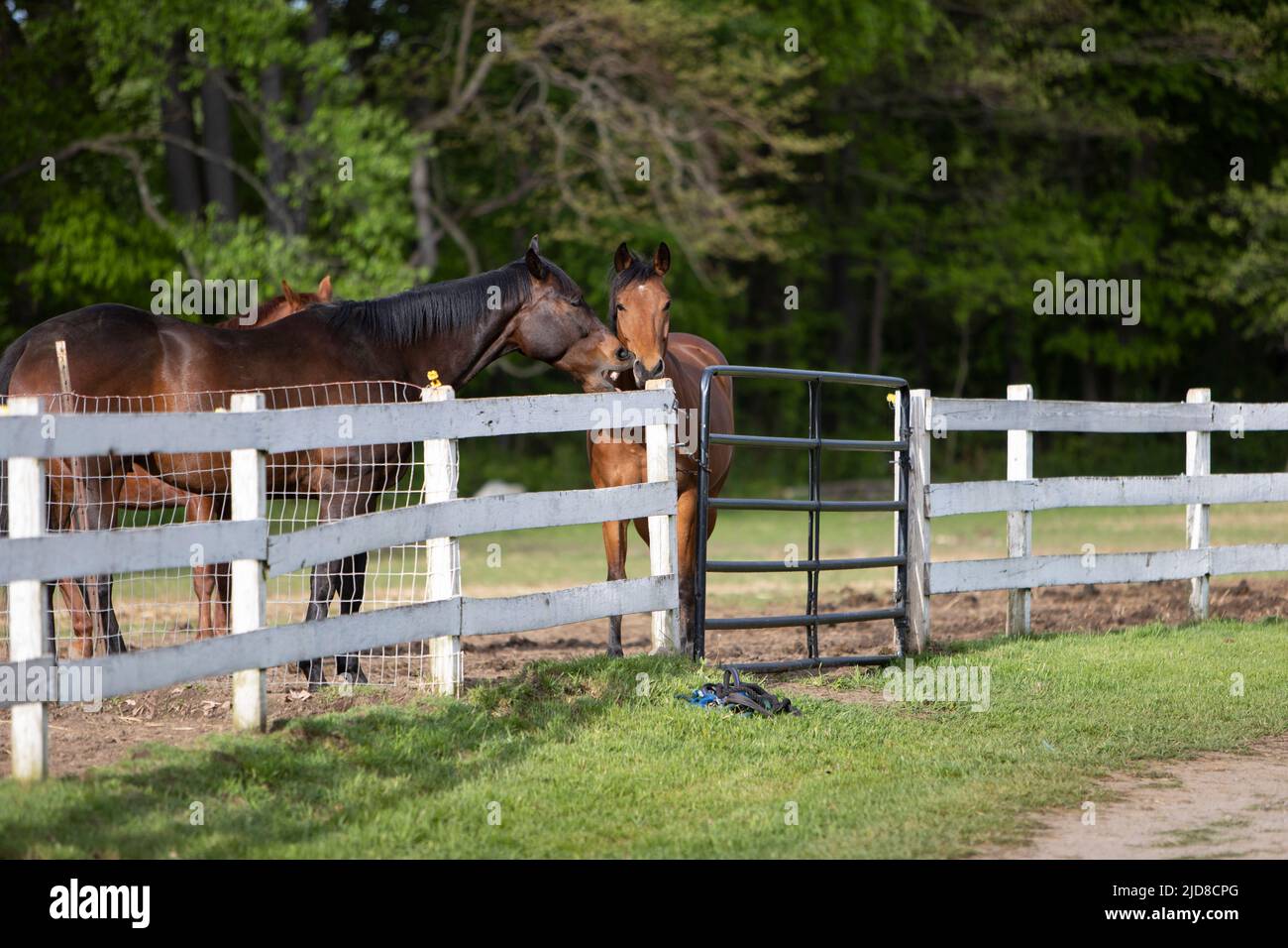 Due cavalli che mostrano affetto in una fattoria di cavalli. Foto Stock