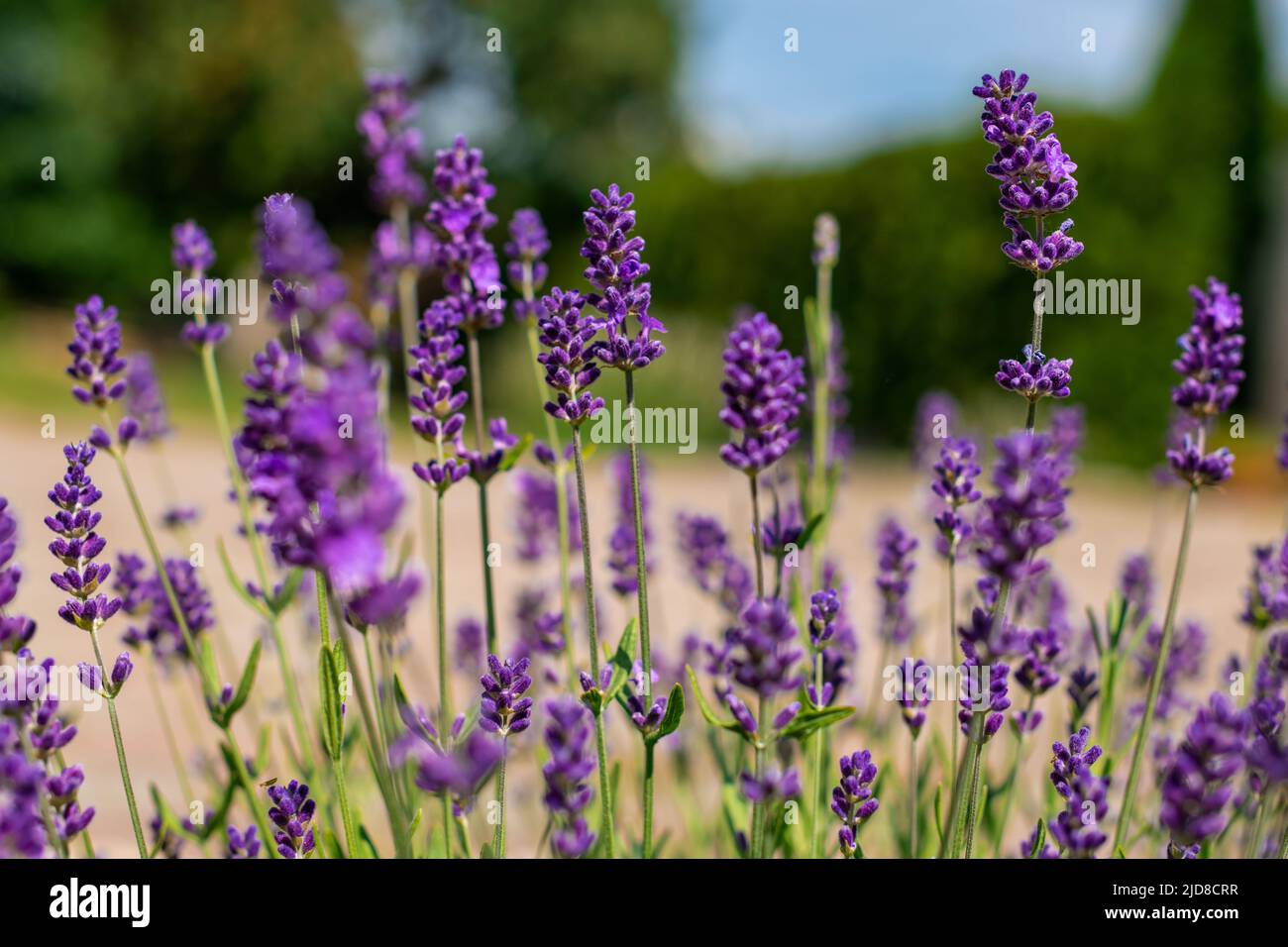 Lavanda in piena fioritura con i suoi bellissimi fiori di colore viola contro i cieli blu. Sfondo viola di piante di lavanda. Foto Stock