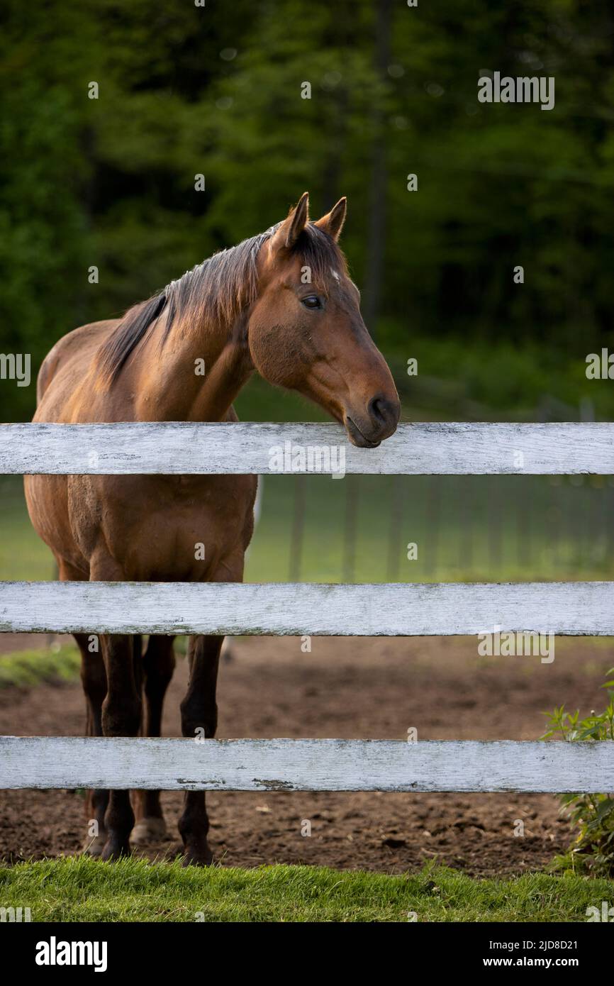 Un cavallo che guarda da un lato sopra una recinzione. Foto Stock