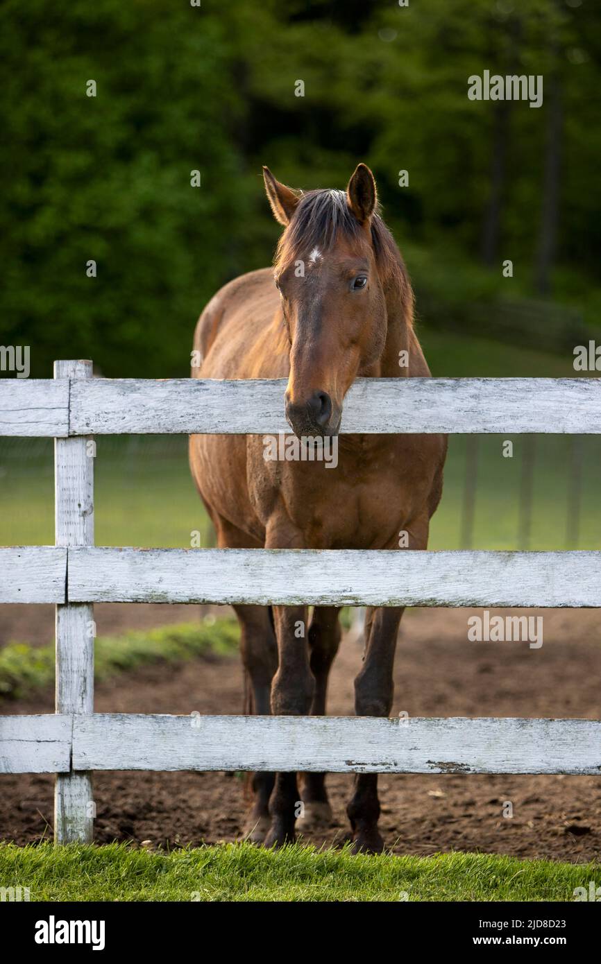 Un cavallo in piedi ad una recinzione in una fattoria. Foto Stock