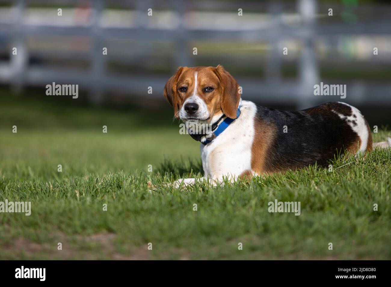Un cane beagle/mix che si posa al sole. Foto Stock