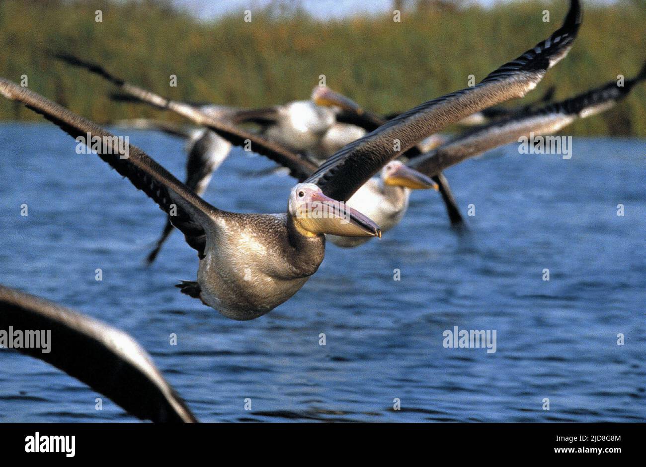 PELICAN BIANCO AFRICANO, MIGRAZIONE ALATA, 2001, Foto Stock