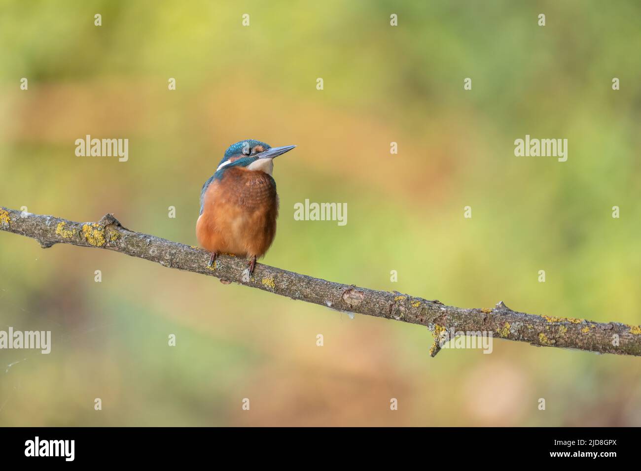 Kingfisher comune (alcedo athis) sul ramo pronto a tuffarsi in preda. Alsazia, Francia. Foto Stock