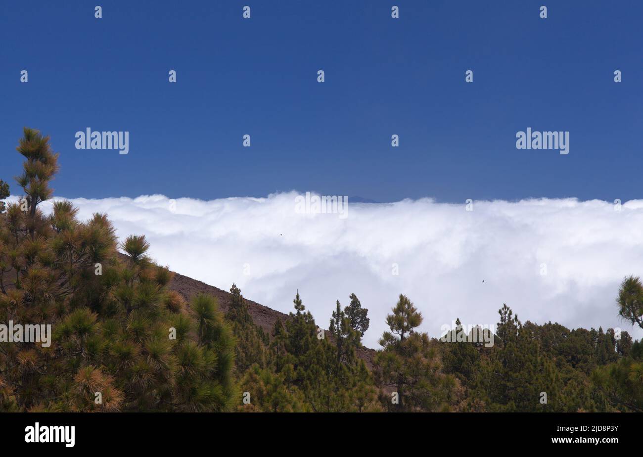 La Palma, paesaggi lungo il famoso percorso escursionistico Ruta de Los Volcanes, lungo la cresta dell'isola da El Paso a Fuencaliente Foto Stock