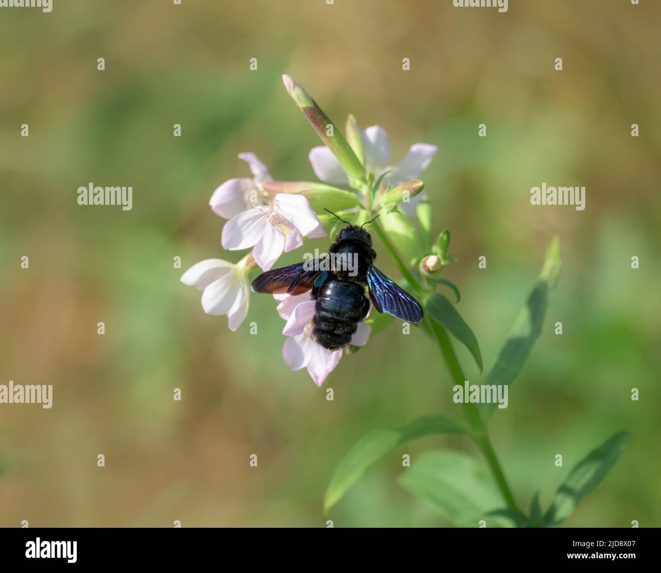 Un'ape di carpentiere viola europea, Xylocopa violacea, in volo e in immersione nettare del comune di fiori selvatici soapwort, Saponaria officinalis, Germania Foto Stock
