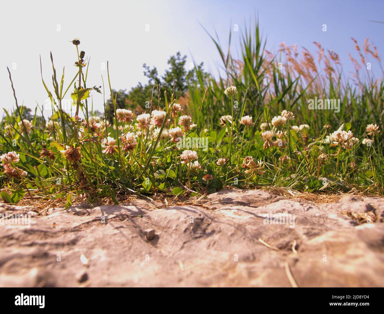 Cosa selvaggia. Piccoli fiori selvatici che crescono sul sentiero di pietra in estate. Foto Stock