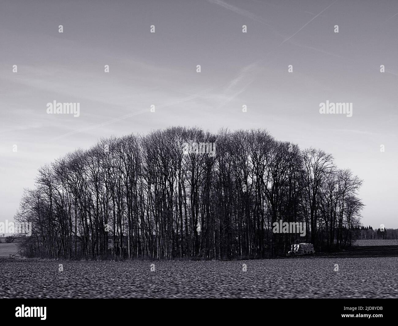 Gruppo di alberi nella stagione invernale girato in bianco e nero Foto Stock