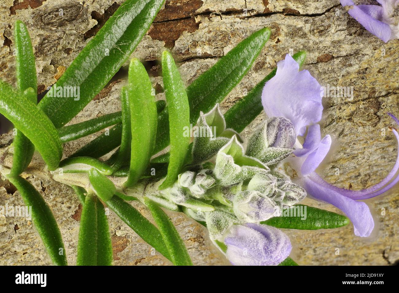 Isolati fiori di lavanda, germogli e fogliame su sfondo di corteccia Foto Stock